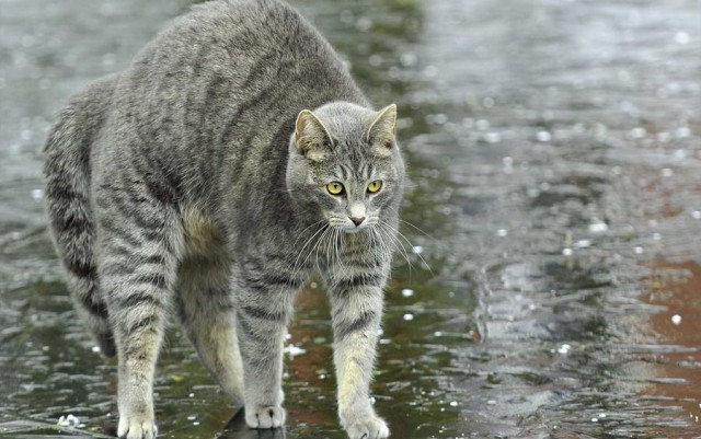 Коты и Кошки