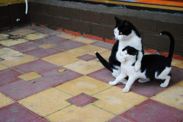 Коты и Кошки