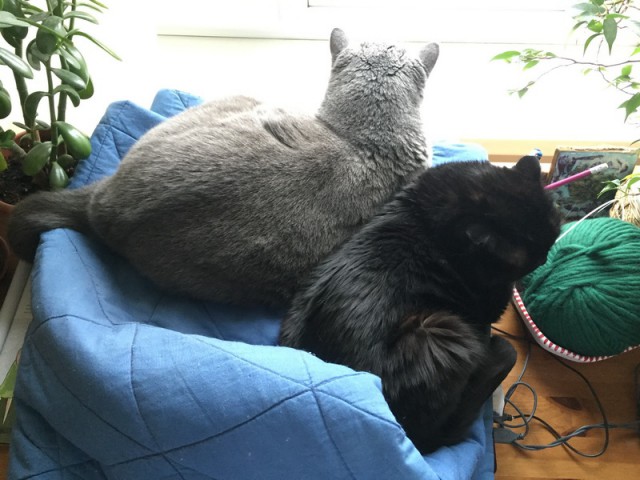 Котовторник  14.11.2017