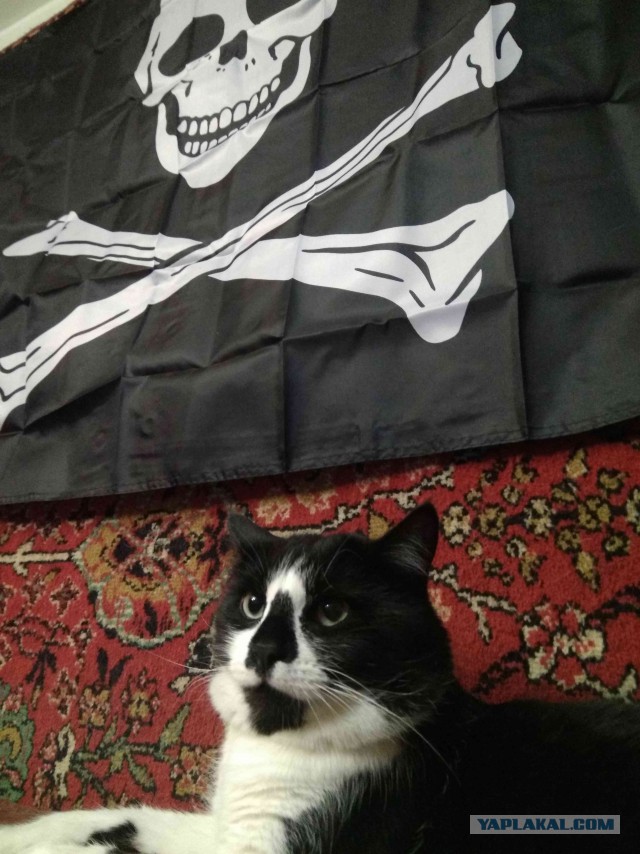 Котовторник