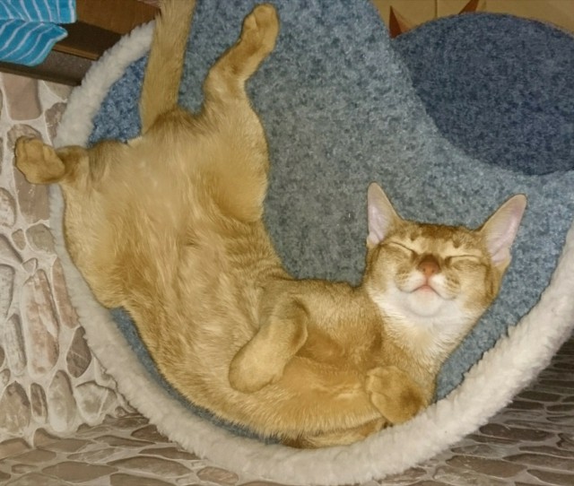 Как спят наши странные коты