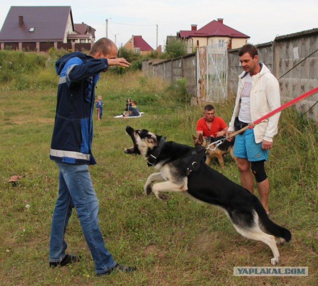 Собакочетверг, было-стало)