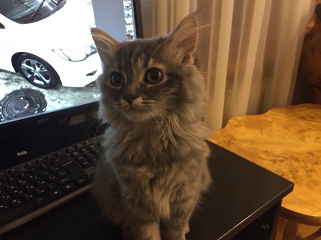 С Днем кошки!