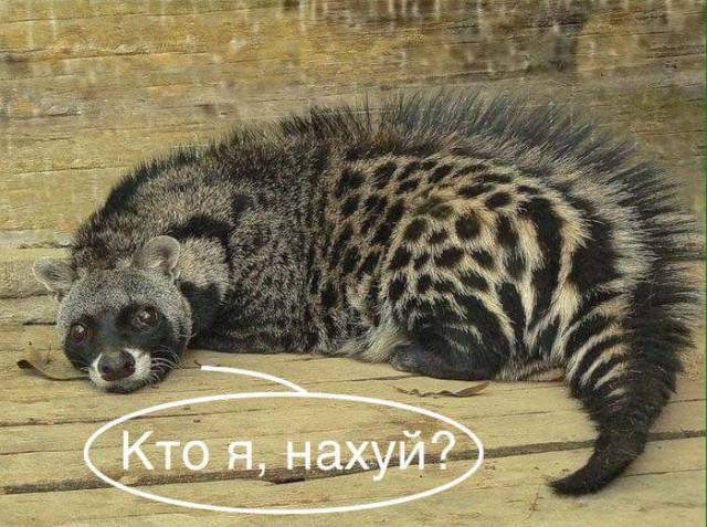 Нестандартный юмор