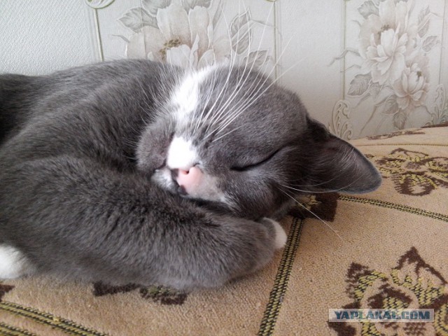 Котовторник 27.03.2018