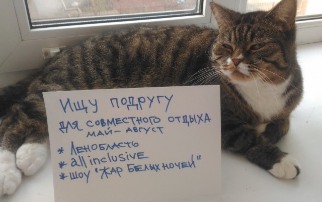 Прикольных котов пост