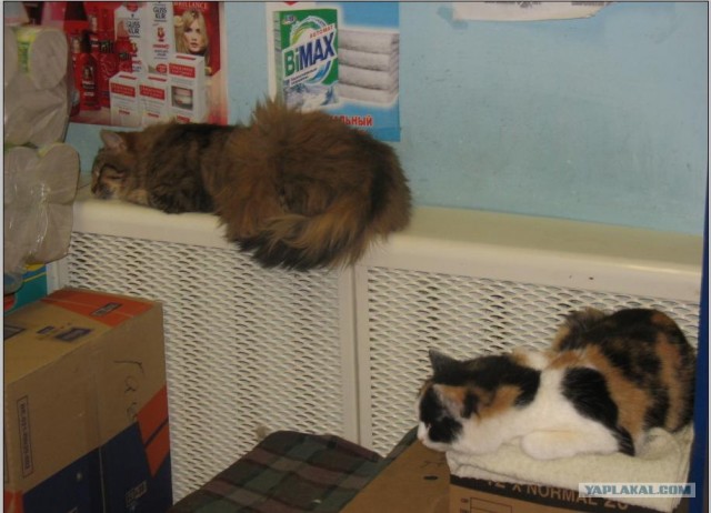 Котейка