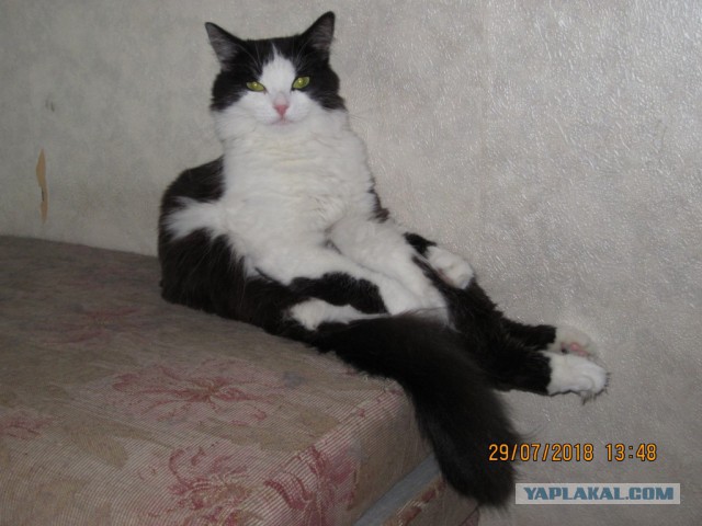 Котовторник 07.08.2018