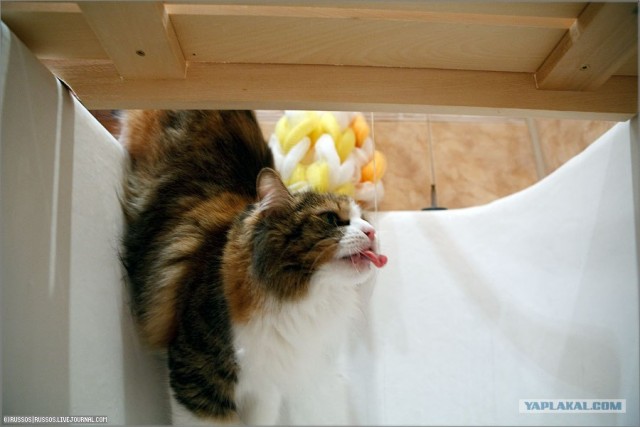 Кошка на водопое