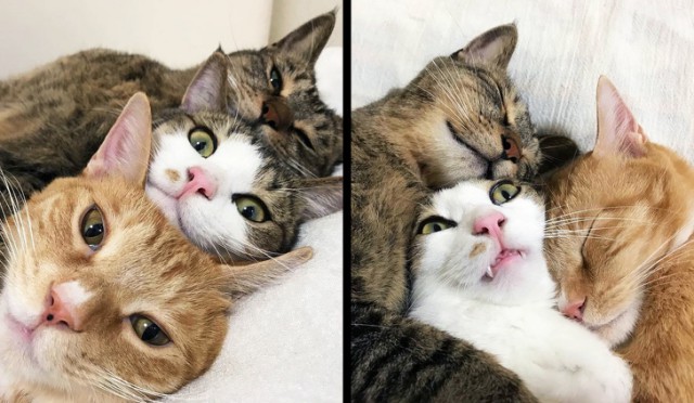 Немного милоты