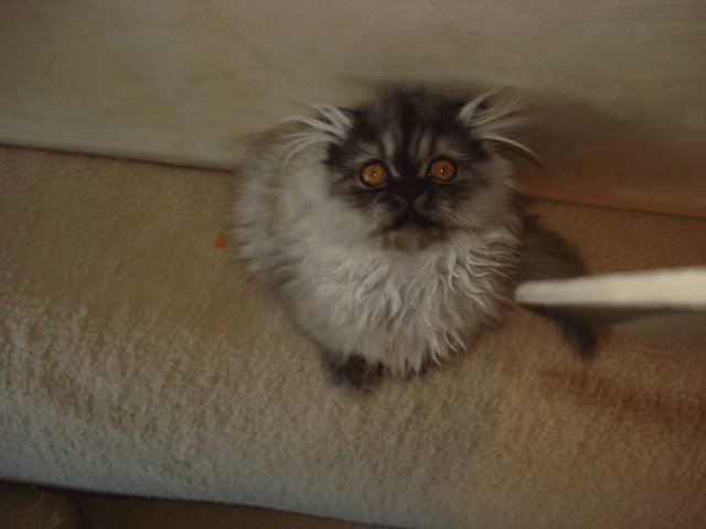 Котовторник 1.02.2011
