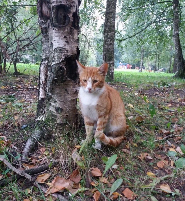 Прикольных котов пост
