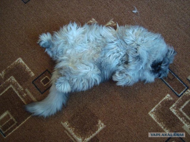 Сегодня котовторник, а котиков все нет