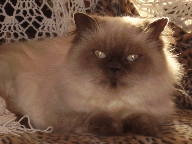 Первый котовторник июля