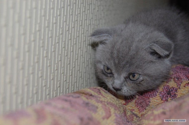 Котовторник в "КотоГетто"