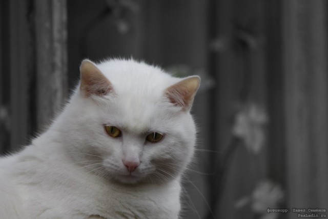 Котовторник (07.02.2012)