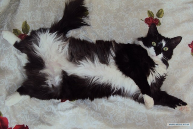Котовторник 27.03.2012