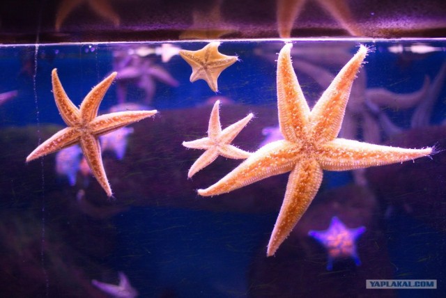 Московский зоопарк