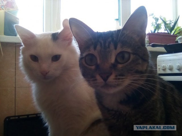 Котовторник 19.02.2019