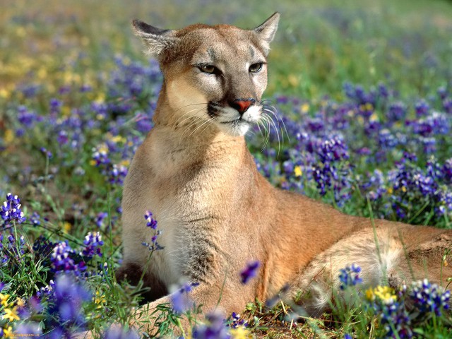 Дикий котовторник