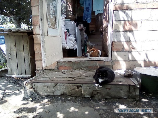 История одного котенка