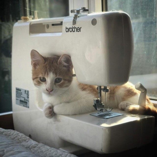 Забавные фото котеек