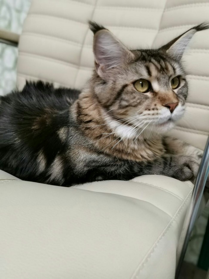 Котовторник 03.03.2020