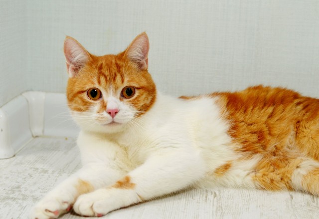 Коты из сети
