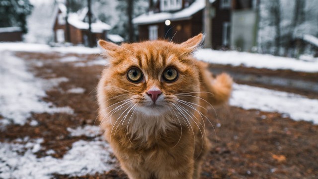Зверушки