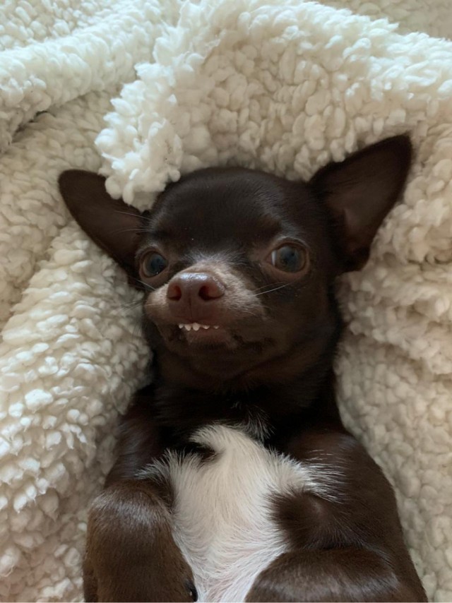 Победители конкурса фотографии Comedy Pet Photo Awards 2020