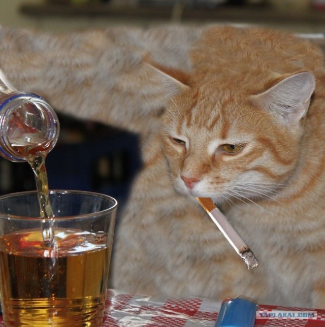 Кот-глазомер