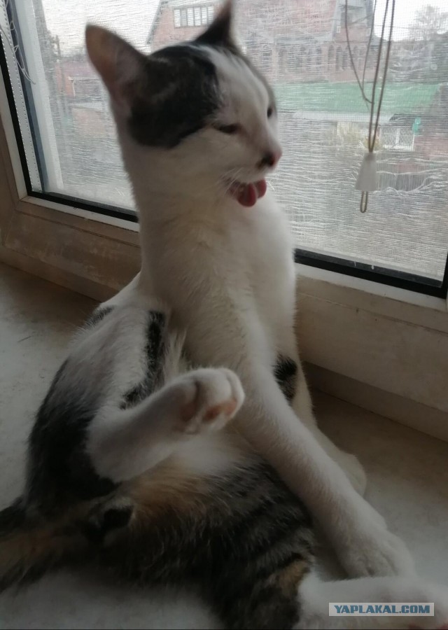 Котовторник. Добавляйте своих