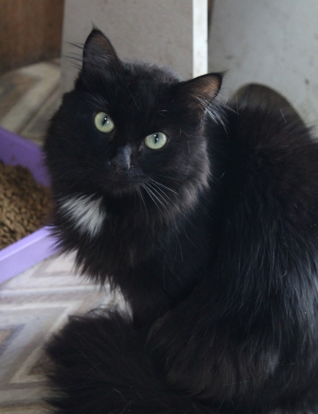 Котовторник!