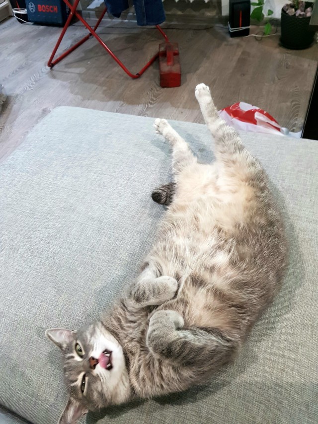Котовторник же!