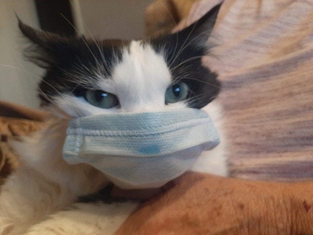 Котовторник же!