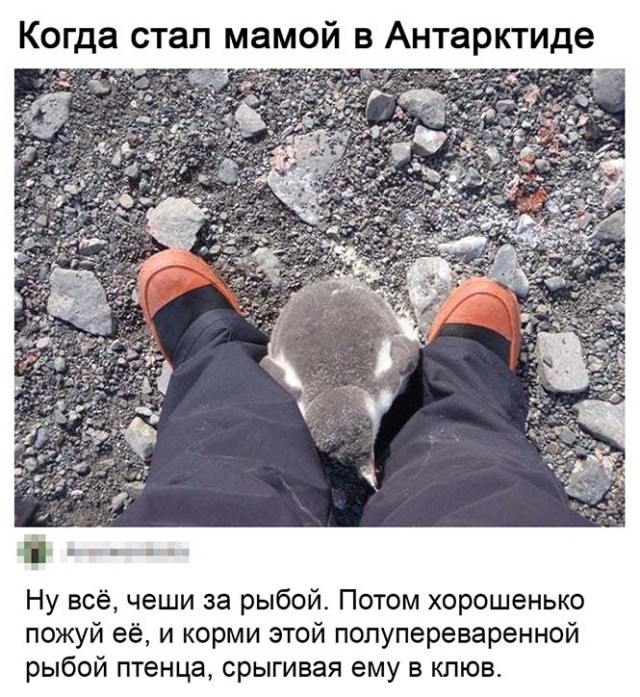 Баянисто-небаянистый юмор 24.04.21