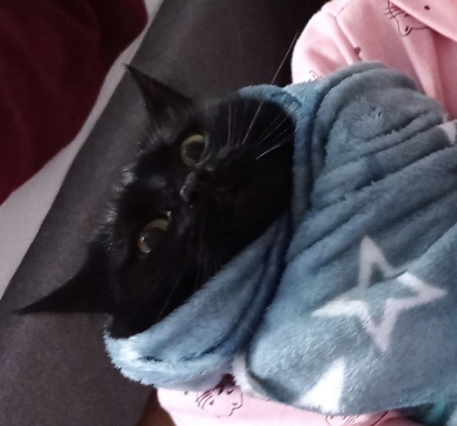 Мой самый первый КОТовторник!