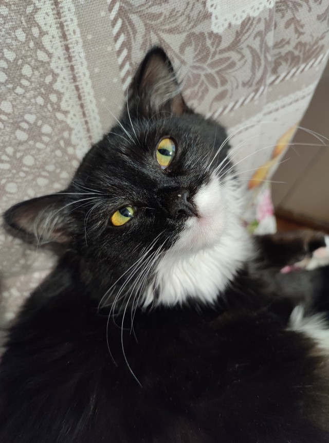 Котовторнику быть