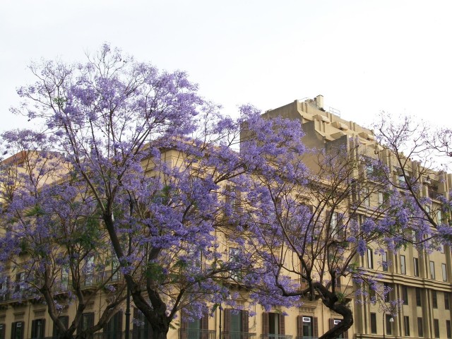 Австралия, я люблю тебя