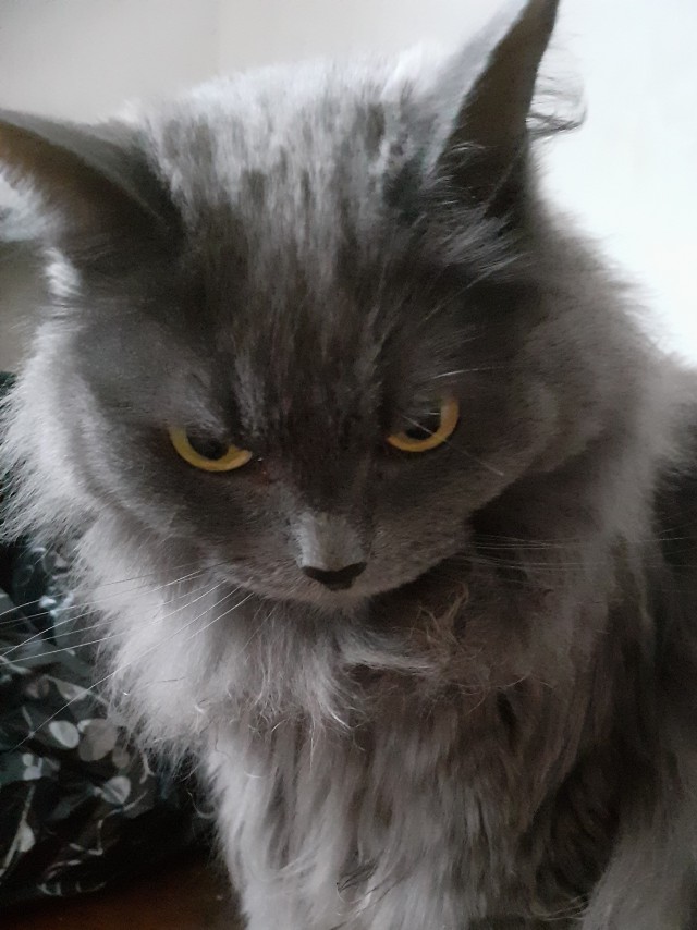 Котовторник 21.12.21