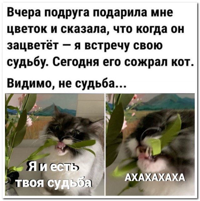 Забавные комментарии из социальных сетей (28.02.22)