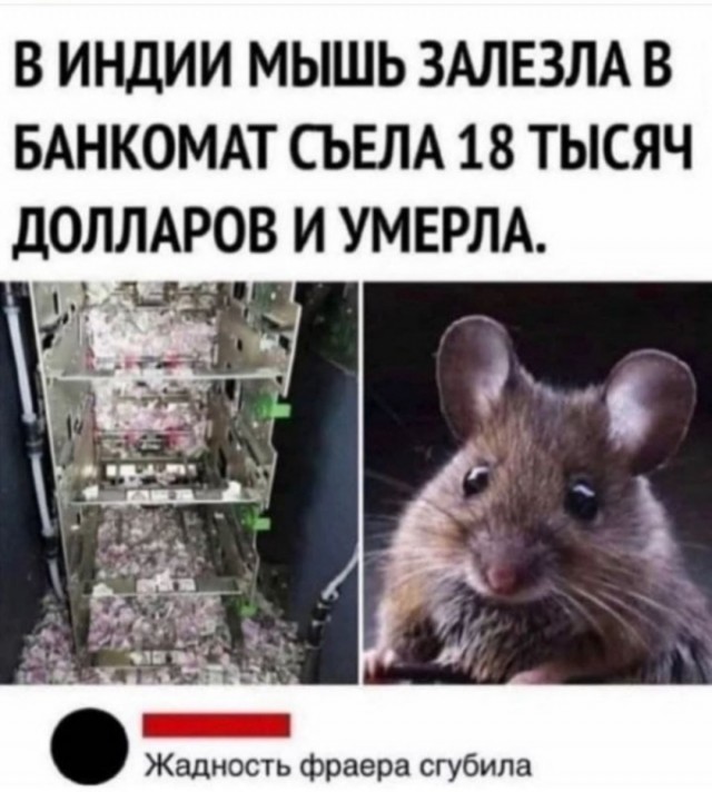 Веселые картинки и видосики