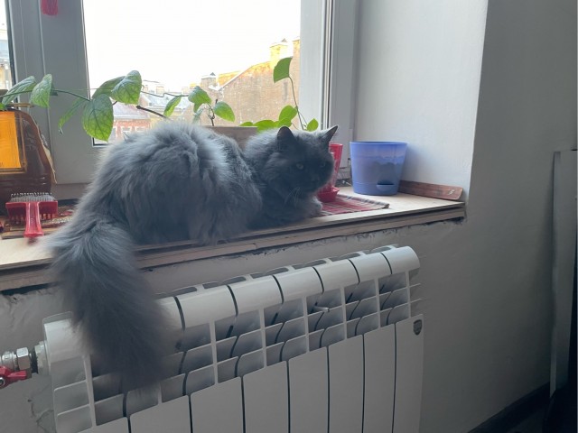 Котовторник вроде.