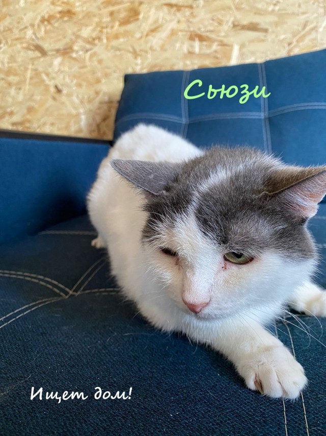 Жизнь домашнего приюта "Котоленд" 330