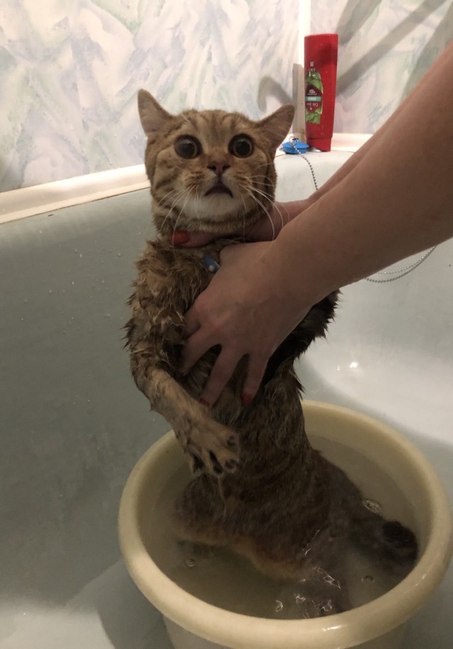Они для нас - страница в жизни... Котовторник.