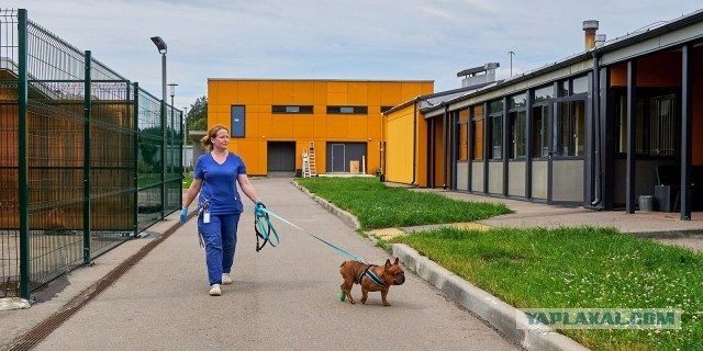 Центр реабилитации бездомных животных. Как стать опекуном и зачем "приемным родителям" уходить в декрет