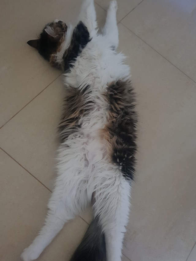 На котовторник