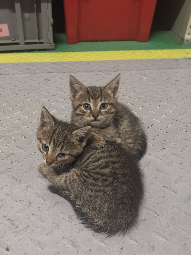 Котовторник 18.10.22