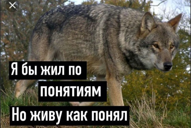 Победная поступь идиотизма по планете – том 2