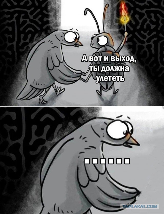 Очередное животное и лифт